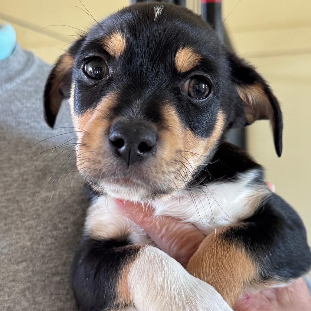 Big Boy, Adoptable, Puppy Male Mixed Breed.
