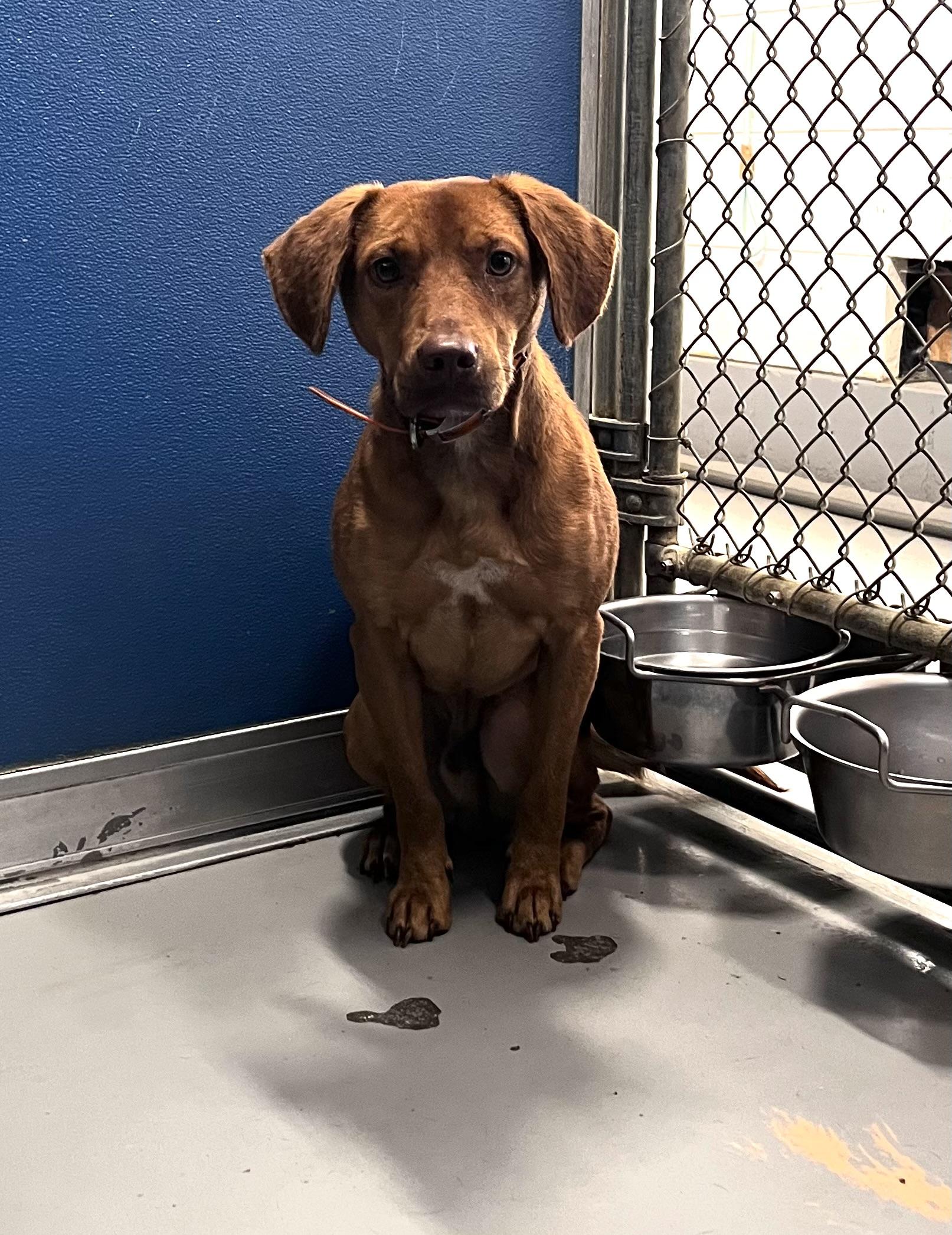 Django, Adopted, Adult Male Vizsla & Fox Terrier.