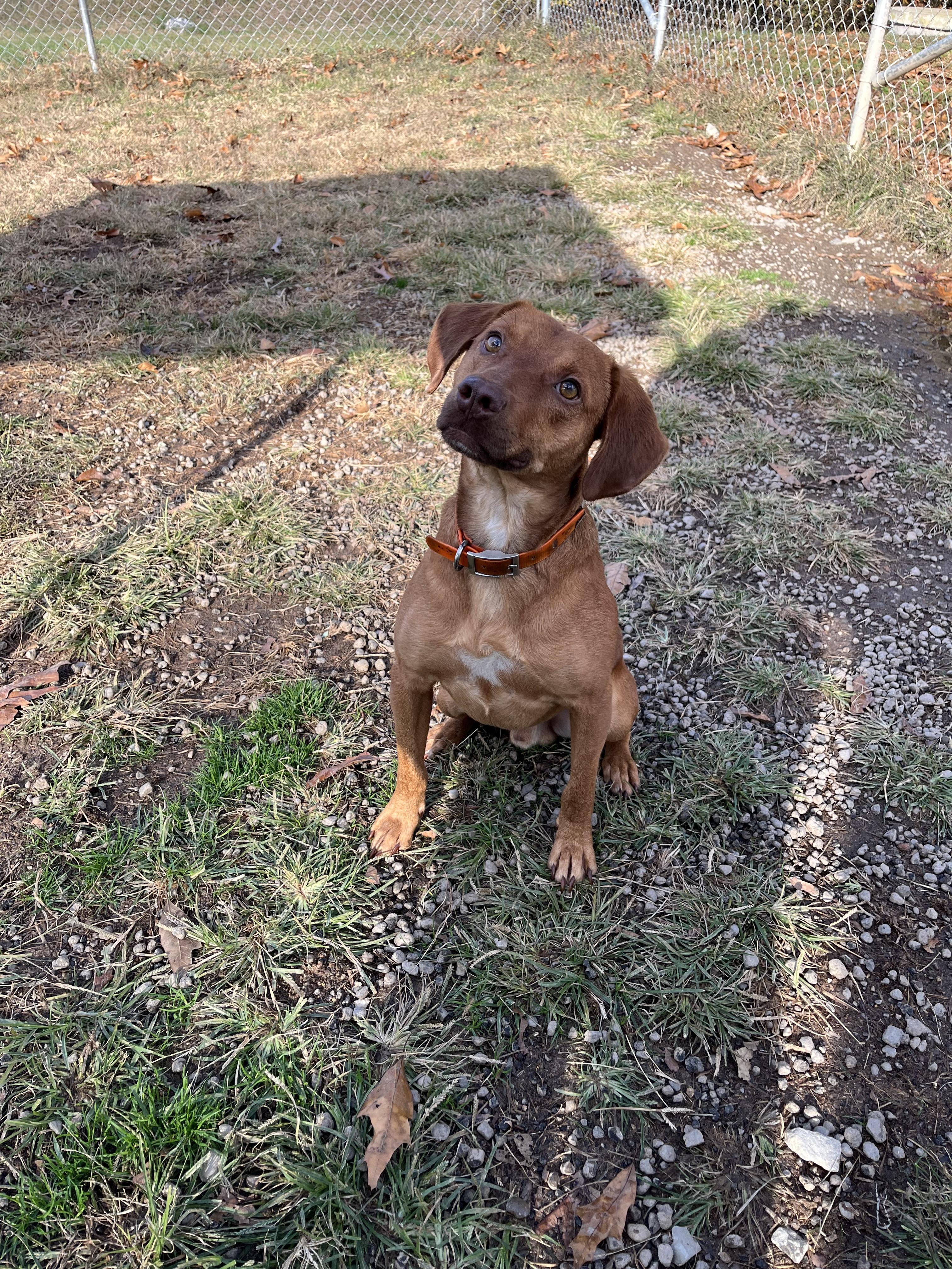 Enlarge Django, a Adopted mixed breed in Blackstone, VA image 2/2