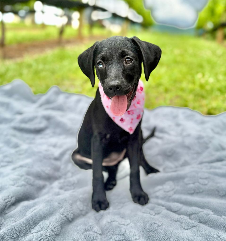 Meadow, Adoptable, Puppy Female Labrador Retriever & Mixed Breed.