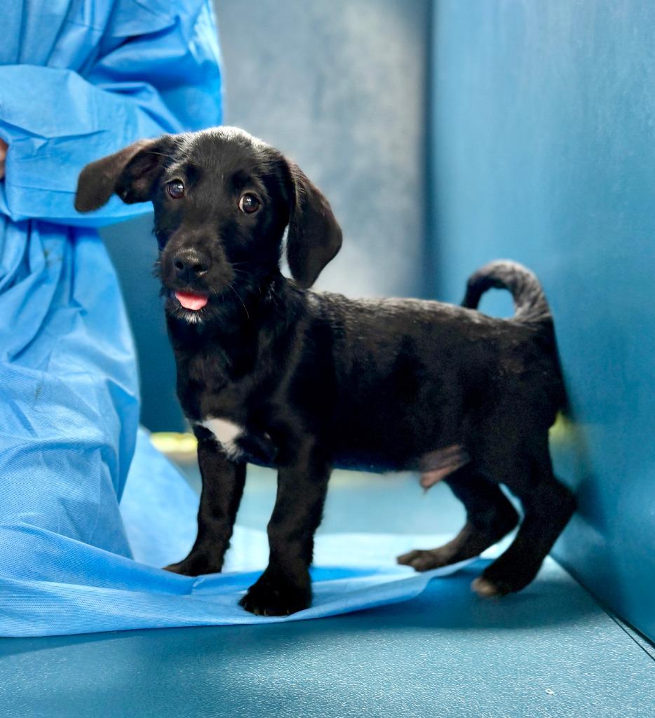 Enlarge Heath, a Adoptable mixed breed in Ellijay, GA image 1/1
