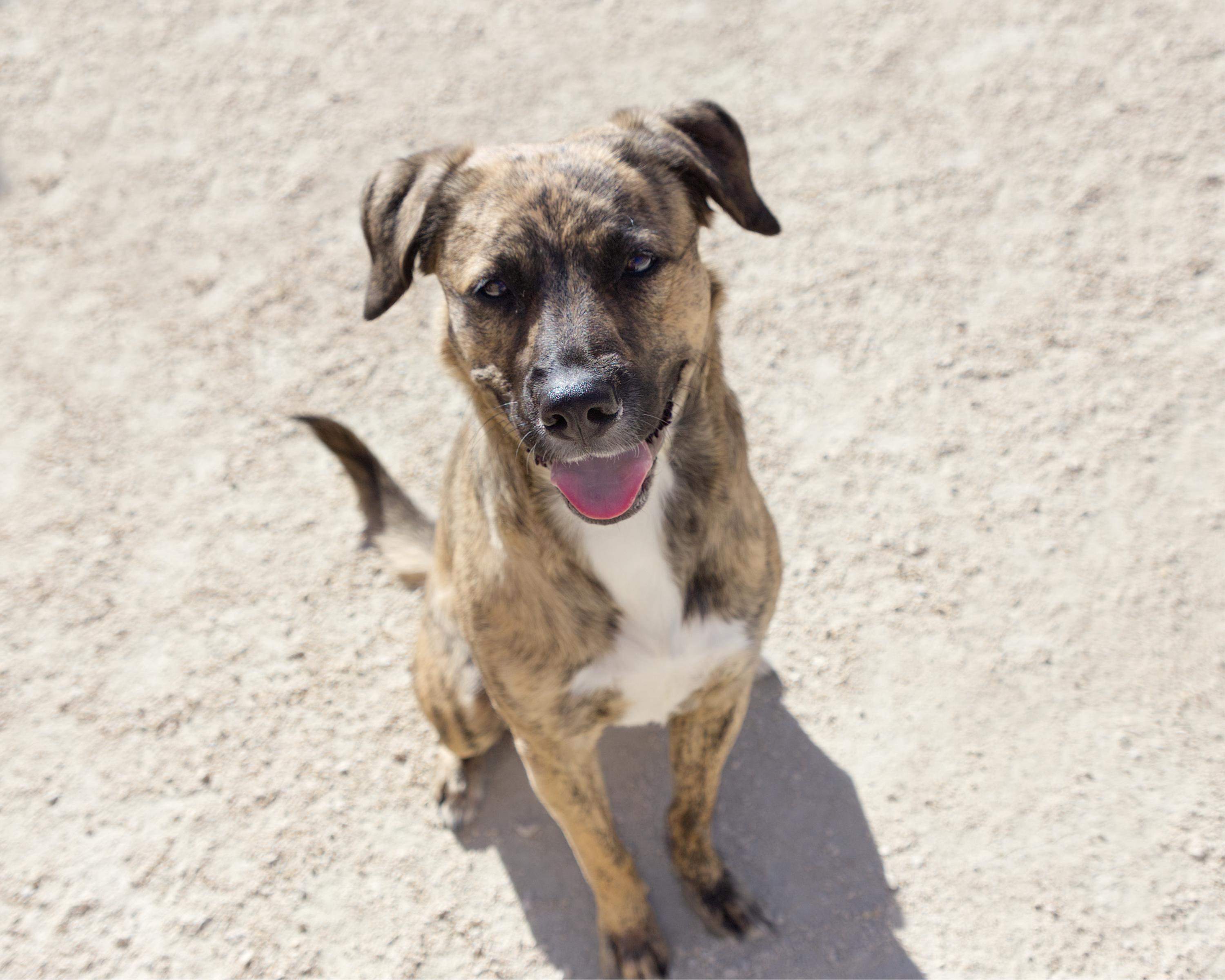 Enlarge Tiggy, a Adoptable mixed breed in Winnipeg, MB image 4/4
