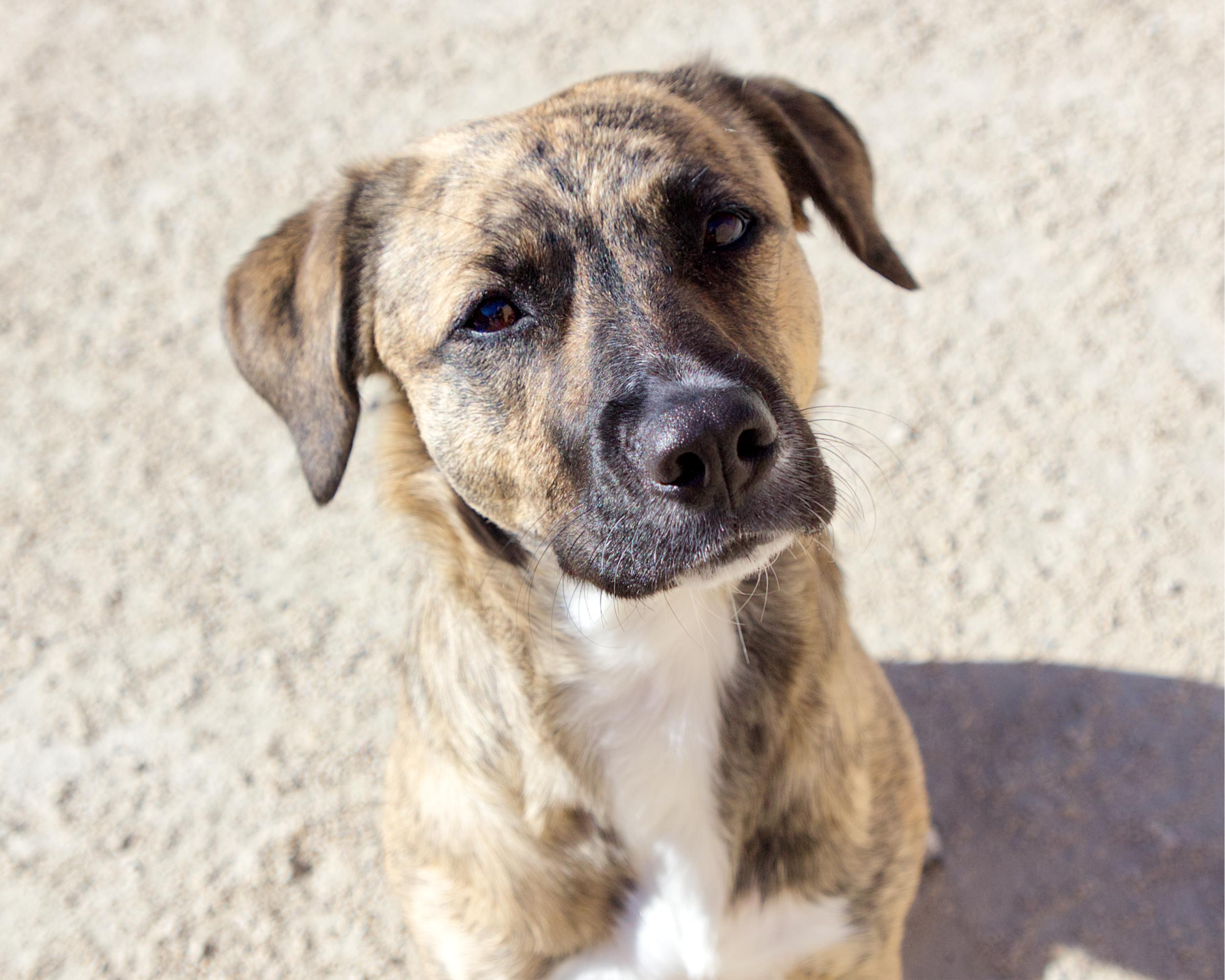 Enlarge Tiggy, a Adoptable mixed breed in Winnipeg, MB image 2/4