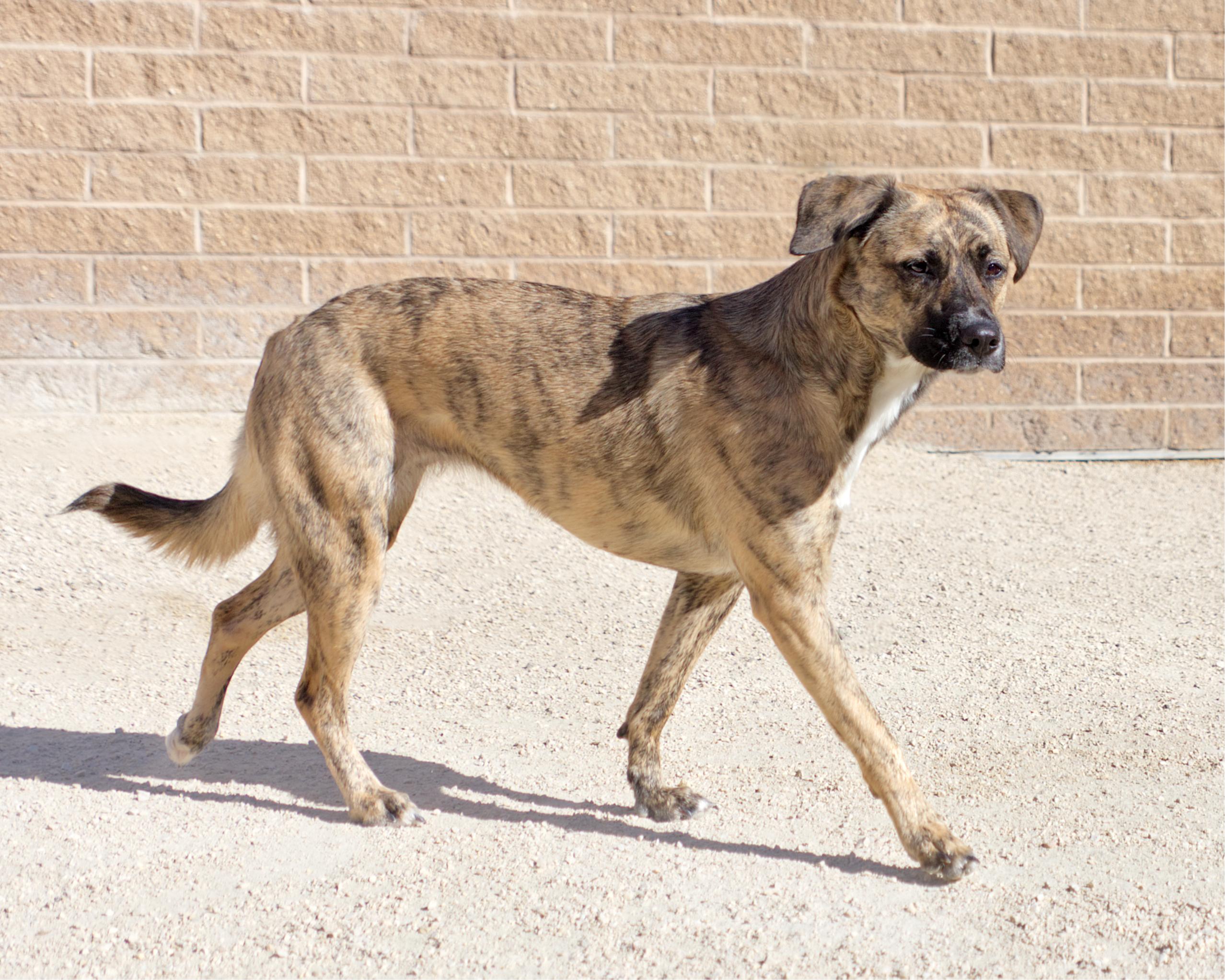 Enlarge Tiggy, a Adoptable mixed breed in Winnipeg, MB image 3/4