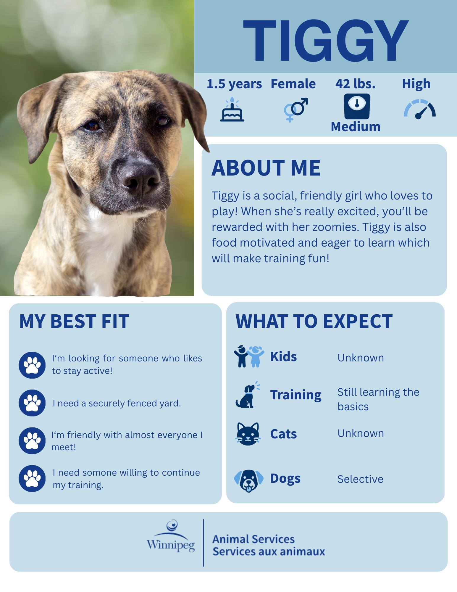 Enlarge Tiggy, a Adoptable mixed breed in Winnipeg, MB image 1/4