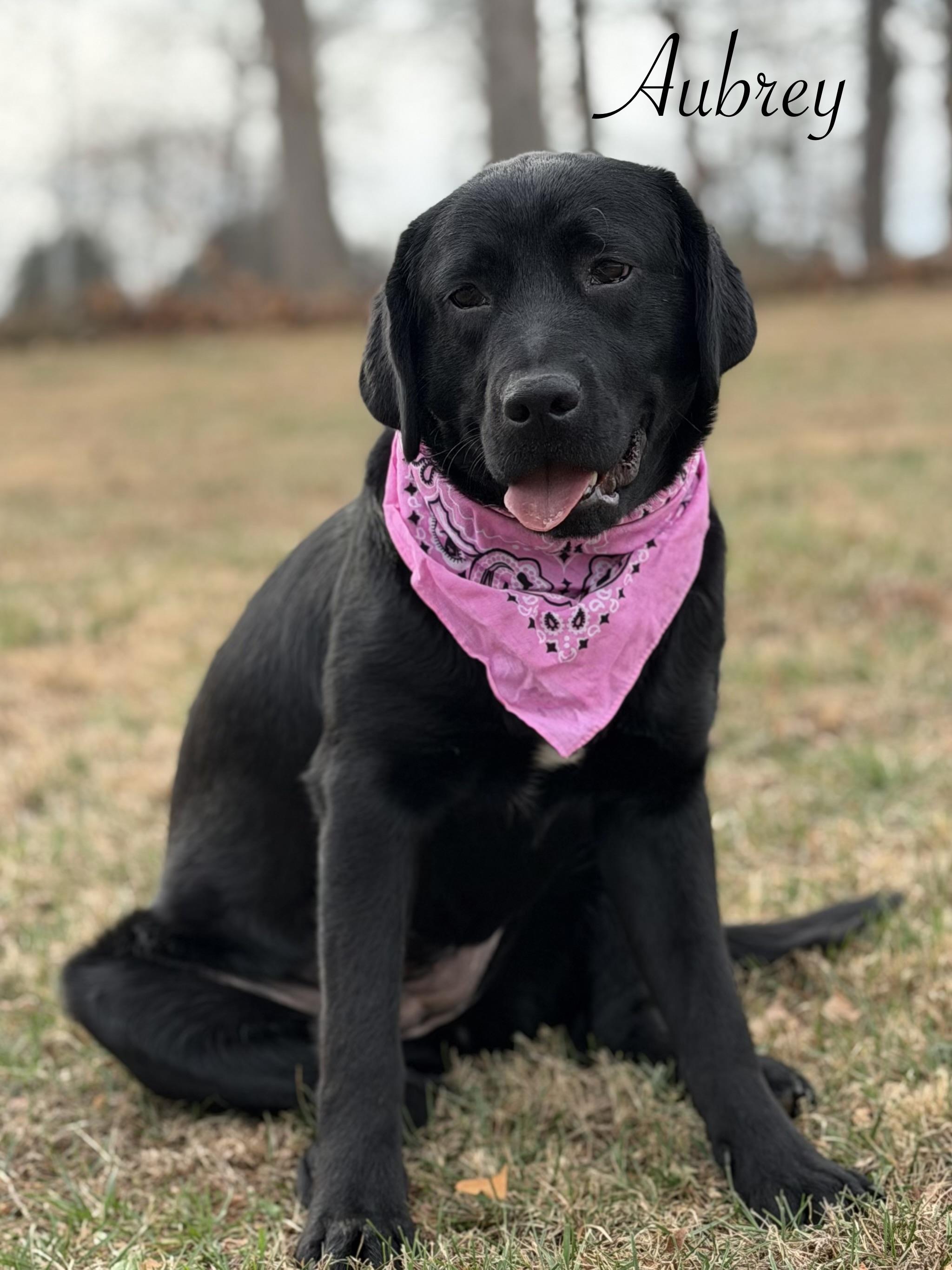 Aubrey, adopted, Young Female Black Labrador Retriever.