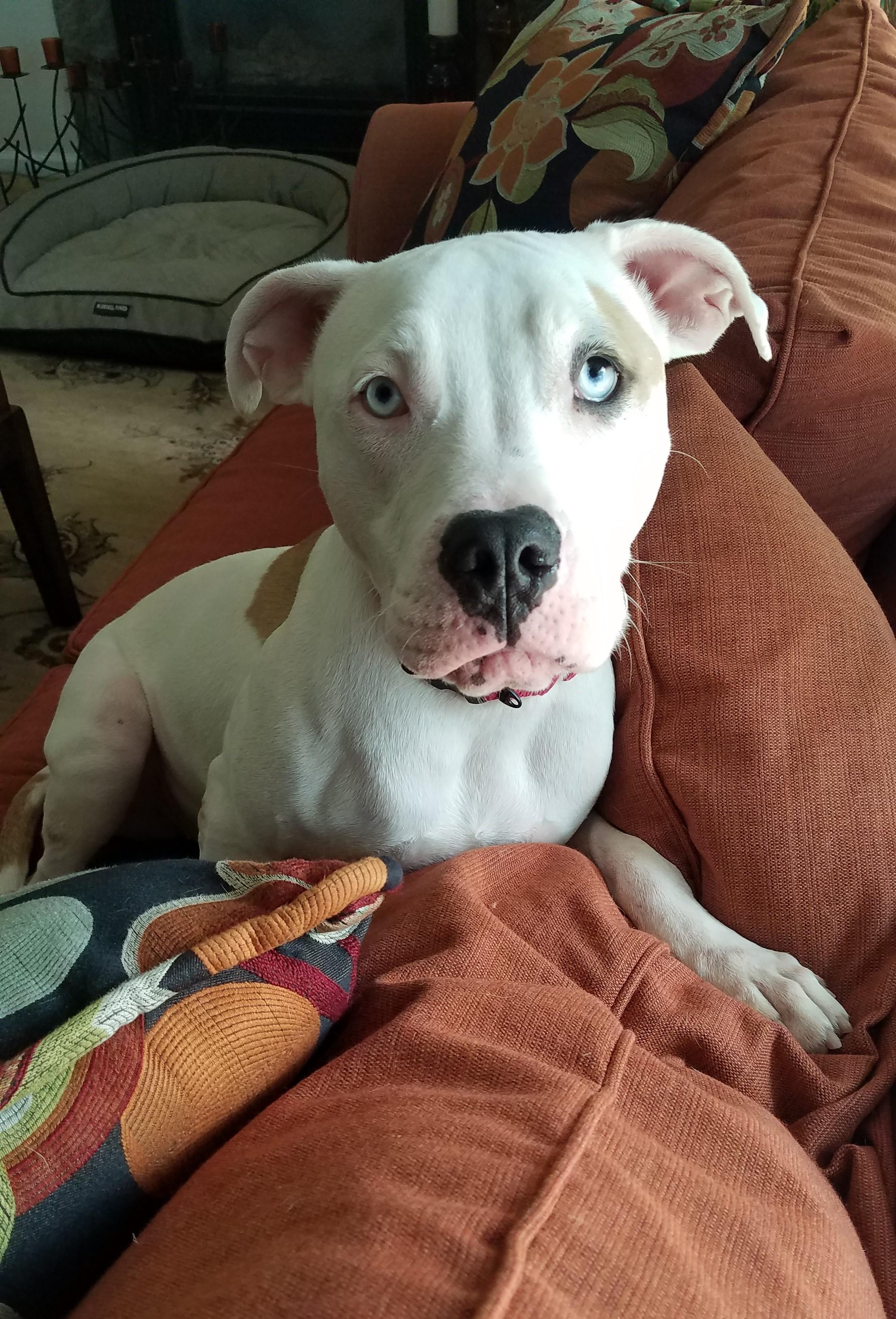 Paris, Adopted, Young Female American Bully & Boxer.