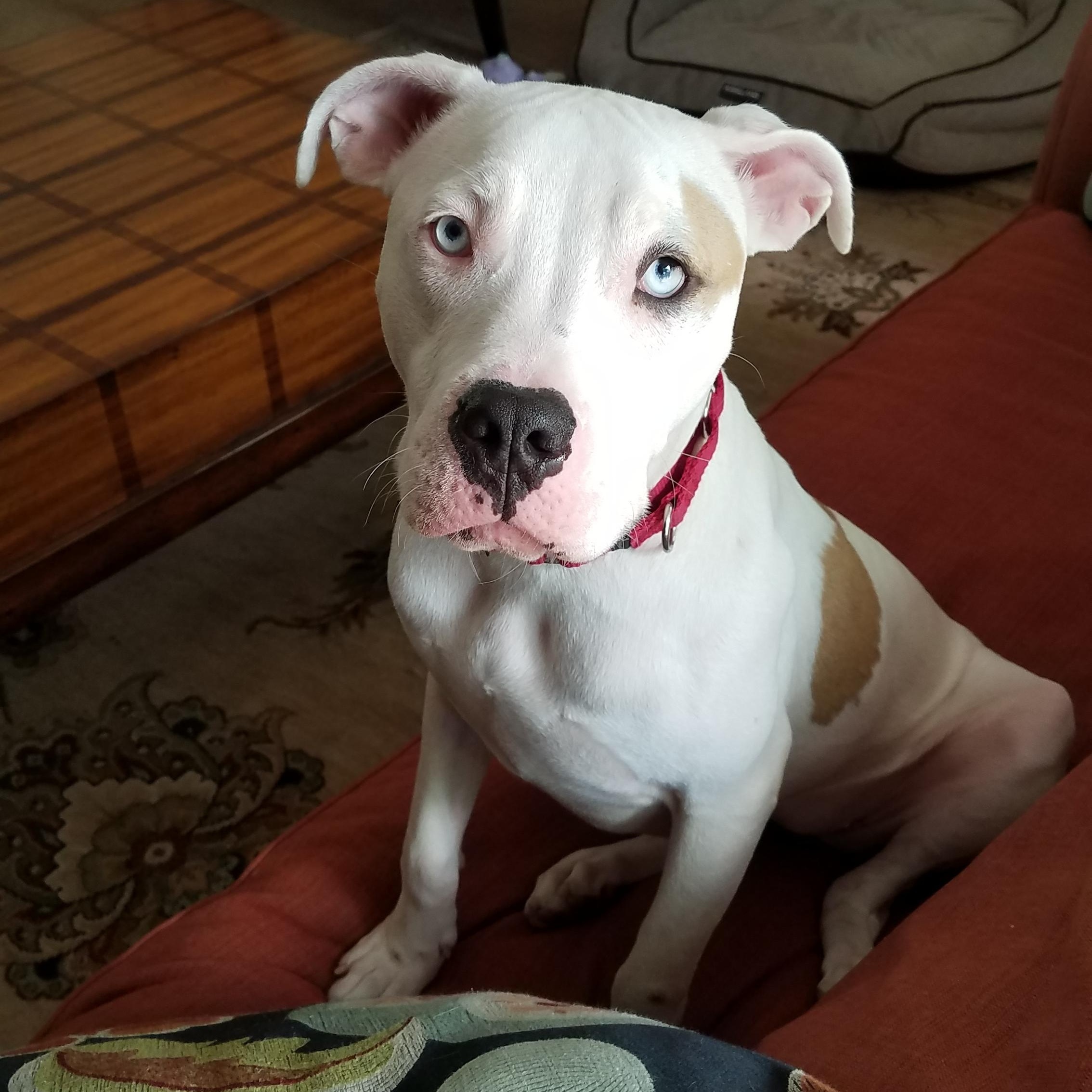 Paris, a Adopted mixed breed in Aurora, CO image 2/4