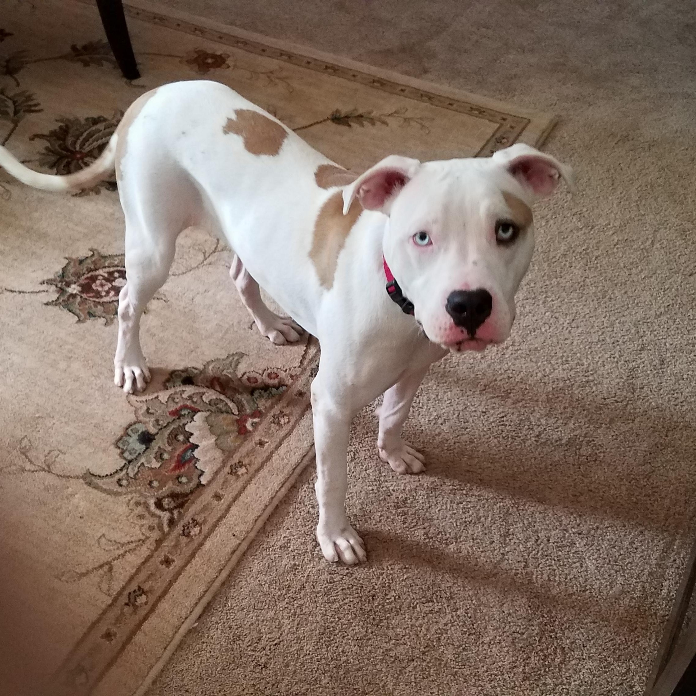 Paris, a Adopted mixed breed in Aurora, CO image 3/4