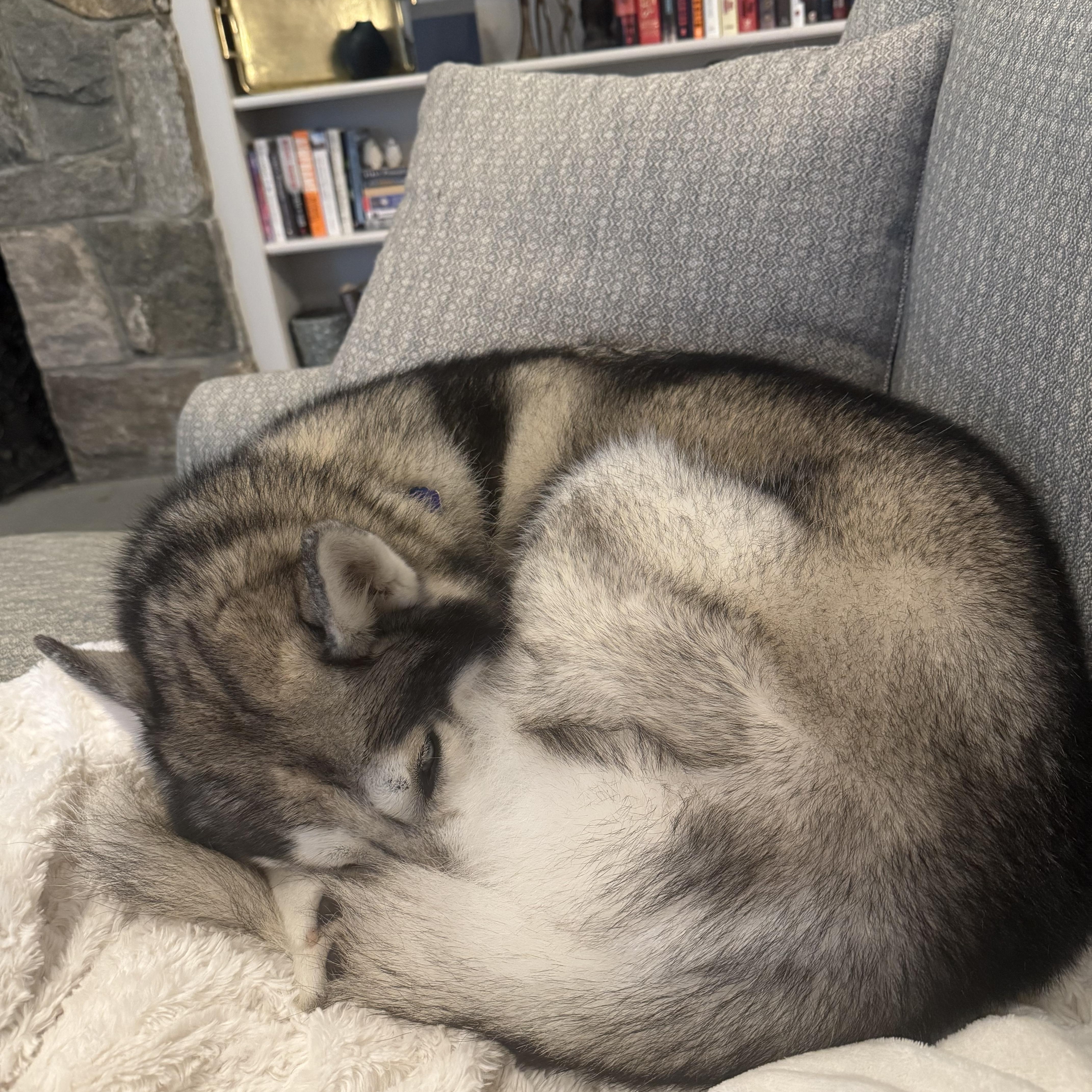 Teddy the Husky, an adoptable Husky in Ridgefield, CT image 5/5