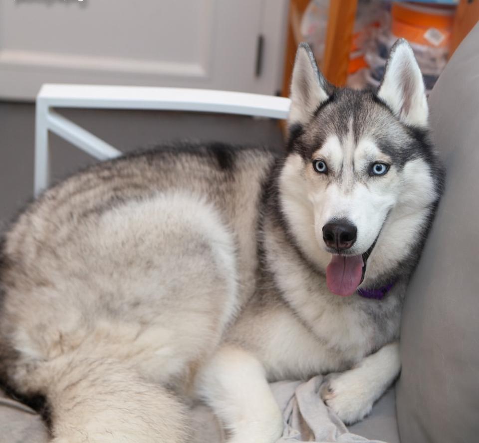 Teddy the Husky, an adoptable Husky in Ridgefield, CT image 2/5