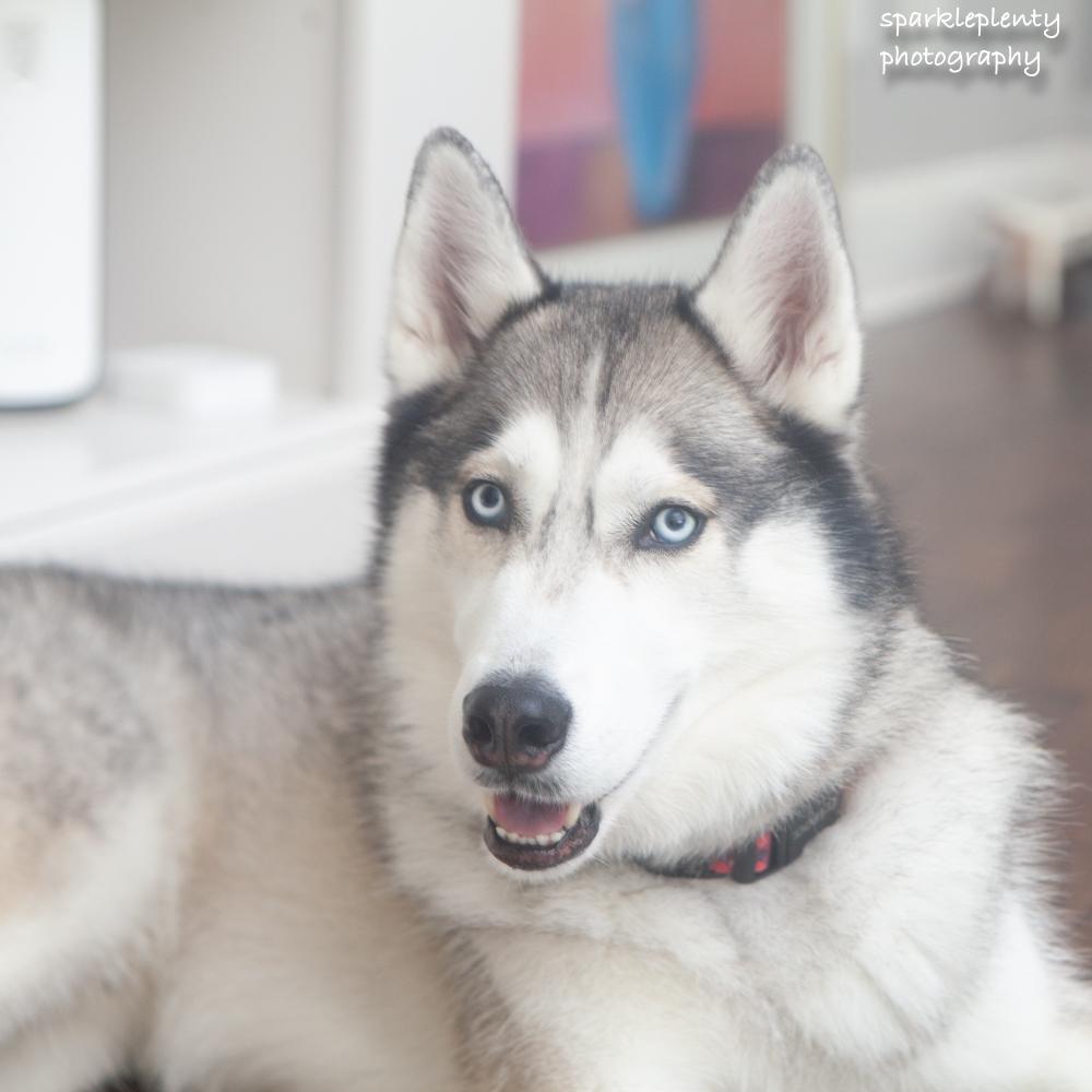 Teddy the Husky, an adoptable Husky in Ridgefield, CT image 5/6