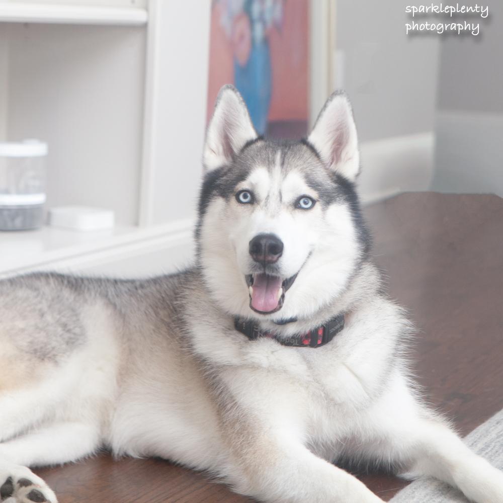 Teddy the Husky, an adoptable Husky in Ridgefield, CT image 2/6