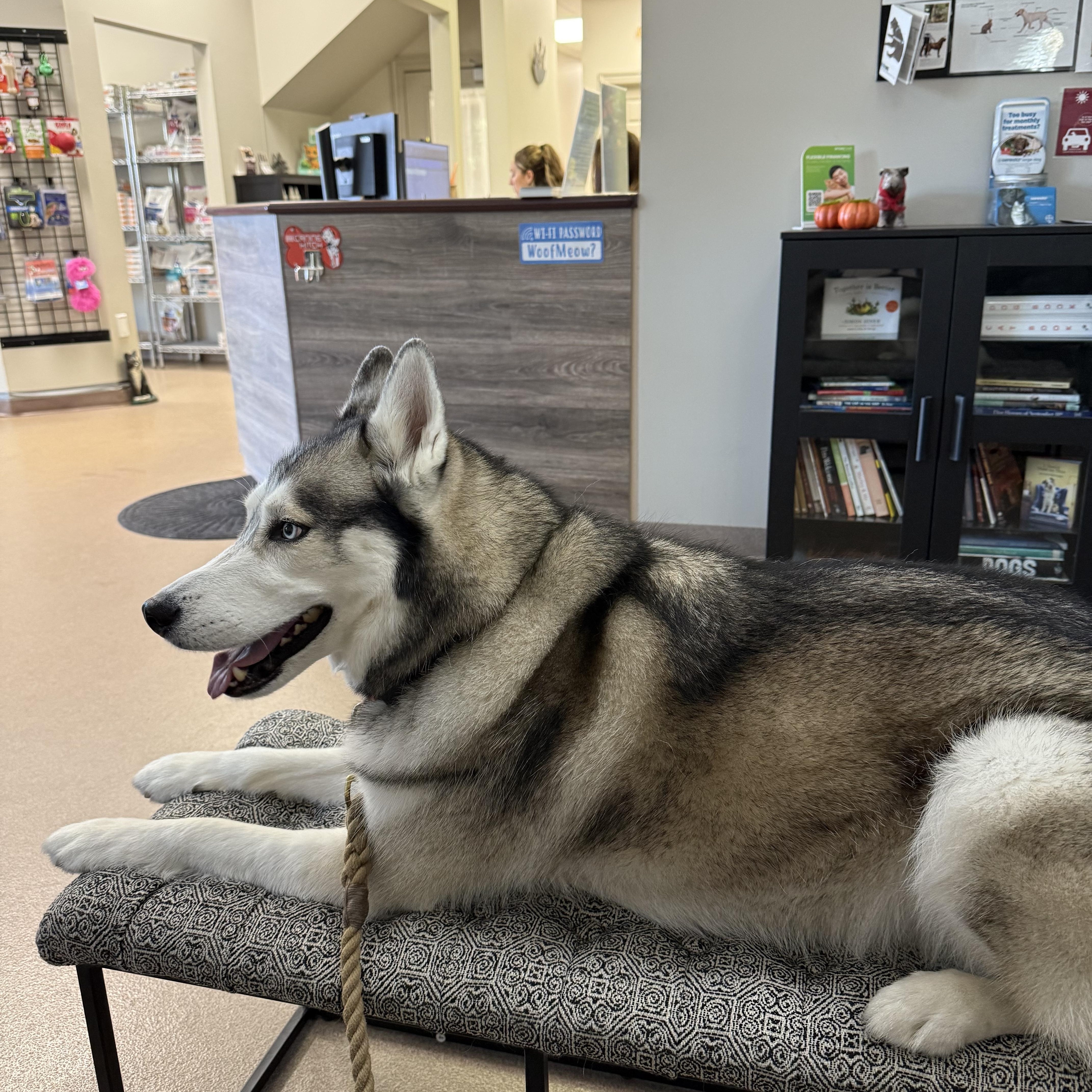 Teddy the Husky, an adoptable Husky in Ridgefield, CT image 4/5