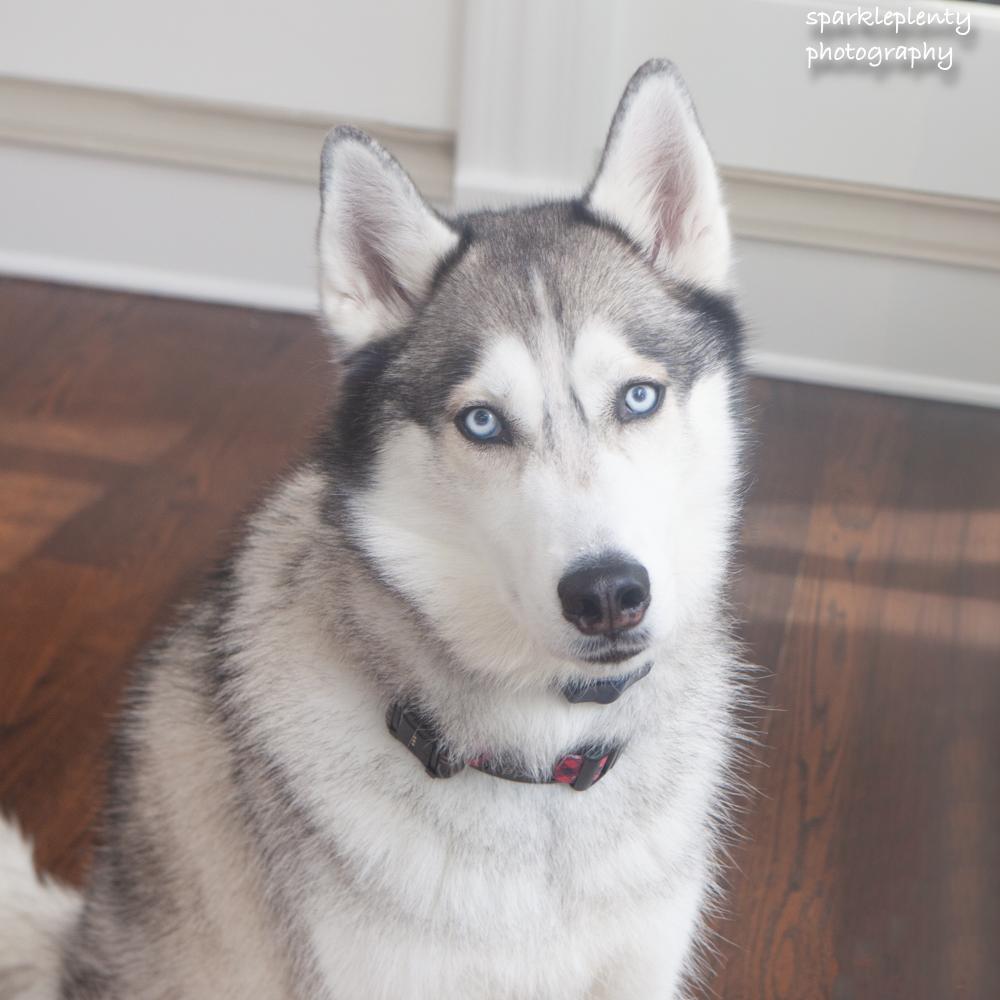Teddy the Husky, an adoptable Husky in Ridgefield, CT image 4/6