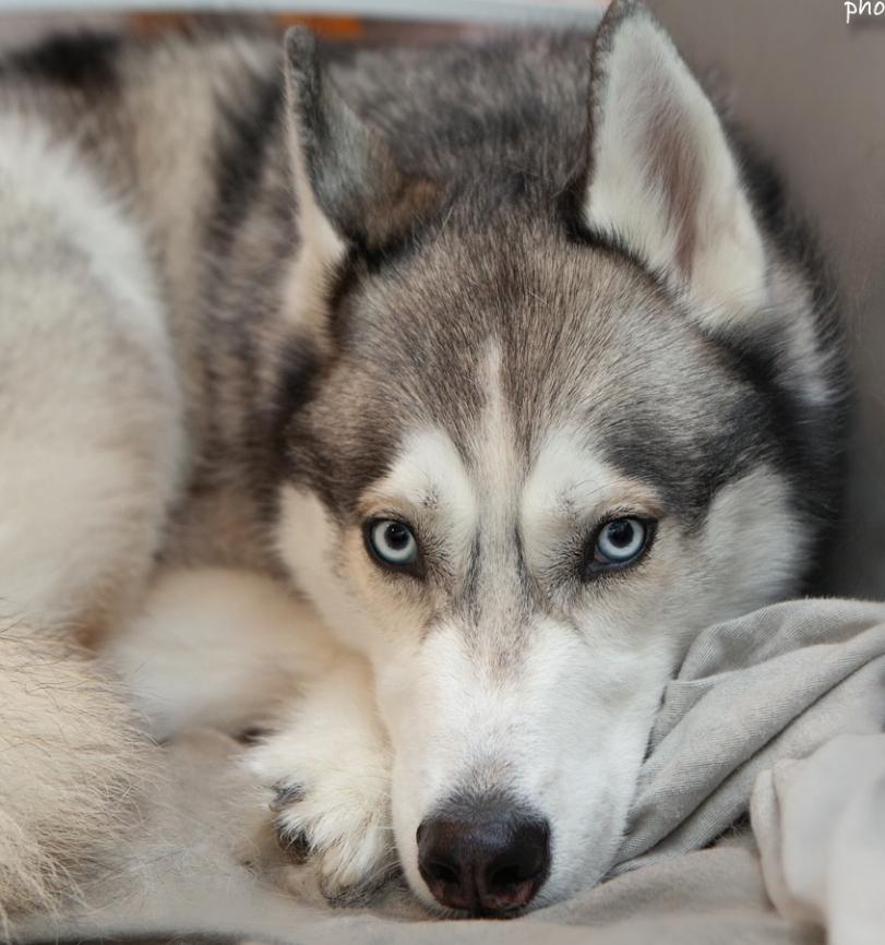 Teddy the Husky, an adoptable Husky in Ridgefield, CT image 1/5