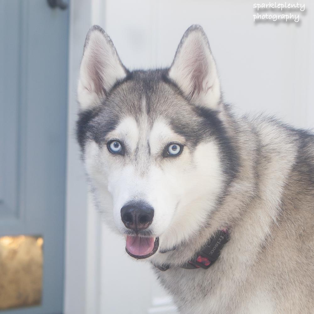 Teddy the Husky, adoptable, Adult Male Husky.