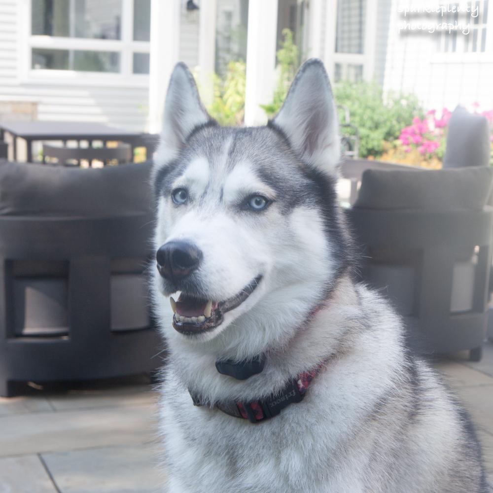 Teddy the Husky, an adoptable Husky in Ridgefield, CT image 3/6