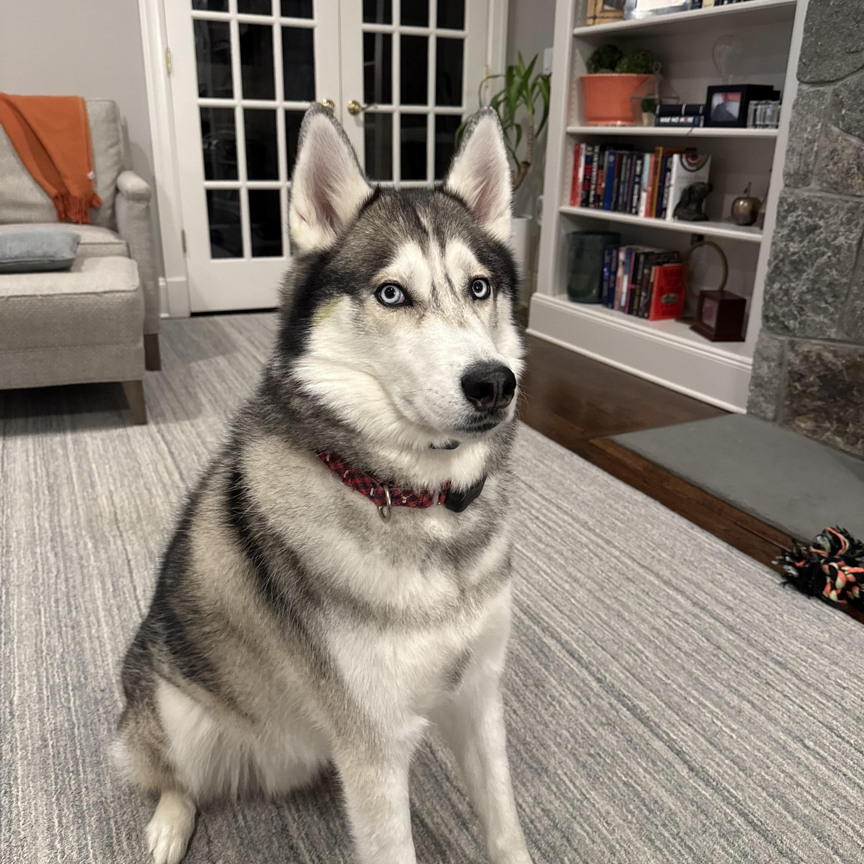 Teddy the Husky, an adoptable Husky in Ridgefield, CT image 3/5