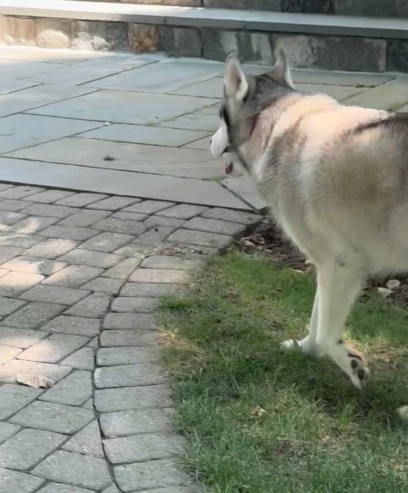 Enlarge Teddy the Husky, an adoptable Husky in Ridgefield, CT video 6/6