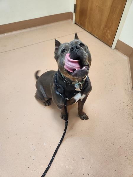 Lottie, Adoptable, Adult Female Pit Bull Terrier.