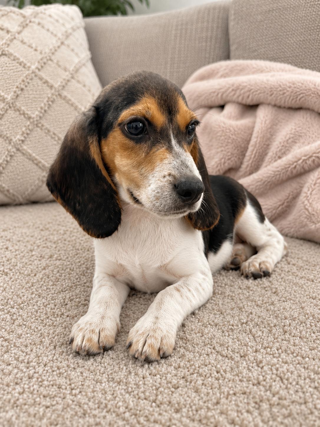 Flush, Adopted, Puppy Male Beagle.