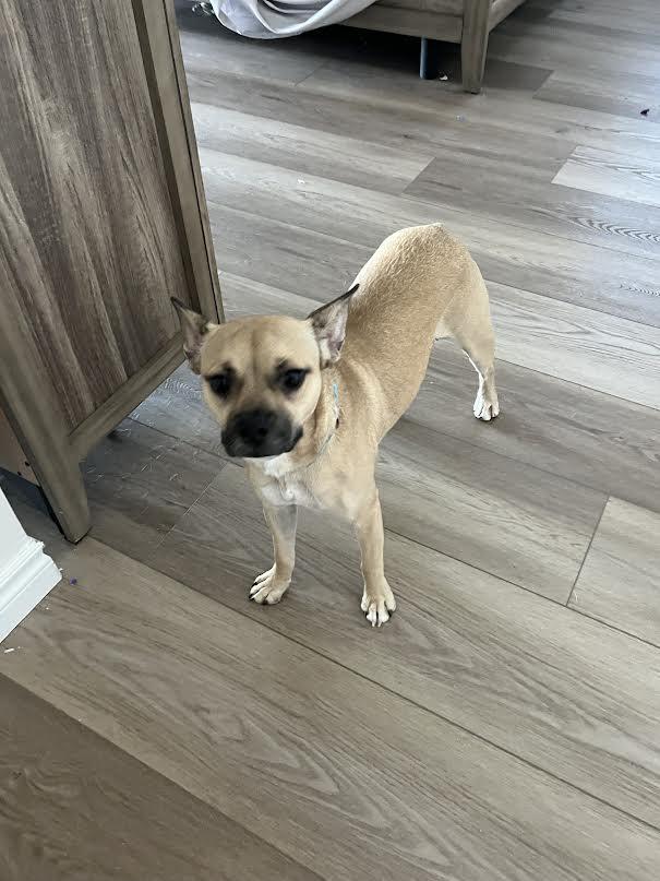 Lucy, Young Female unknown