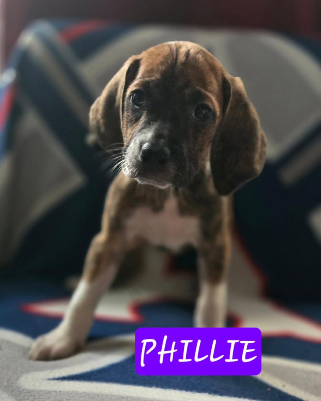 Phillie, Baby Female unknown