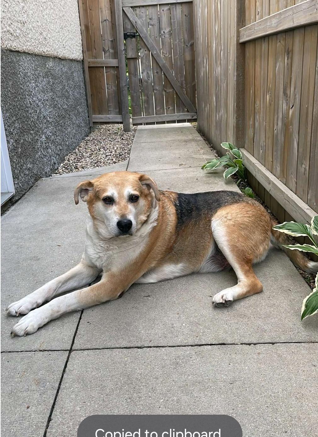 Stoney, an adoptable Mixed Breed in Winnipeg, MB, R3E 2Z9 | Photo Image 2