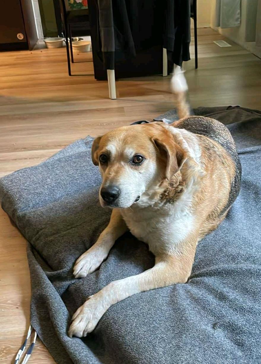 Enlarge Stoney, a Adoptable mixed breed in Winnipeg, MB image 2/3