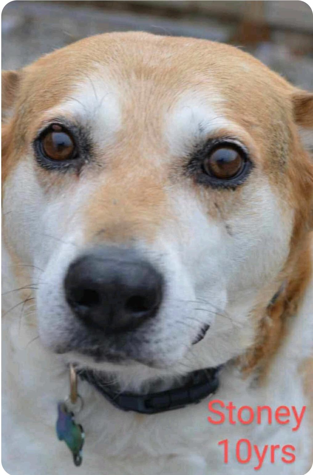 Enlarge Stoney, a Adoptable mixed breed in Winnipeg, MB image 3/3