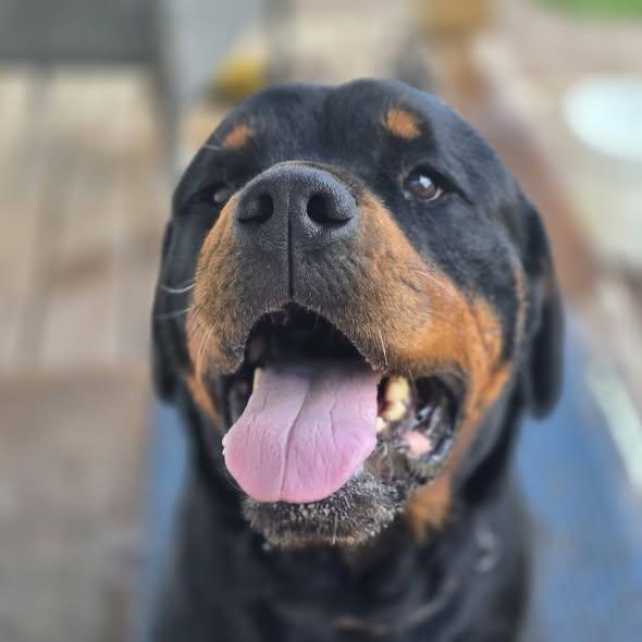 RANGER, Adoptable, Young Male Rottweiler.