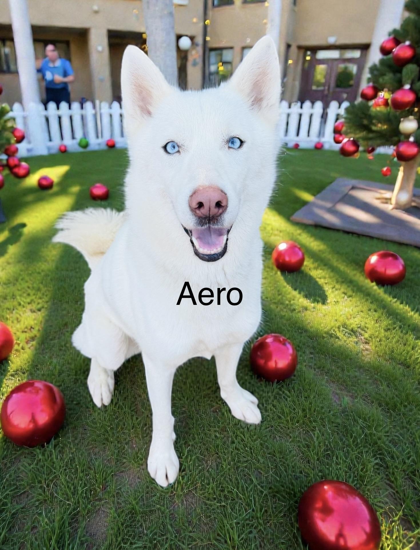 Enlarge Aero, a ADOPTABLE Husky in Rayne, LA image 1/4