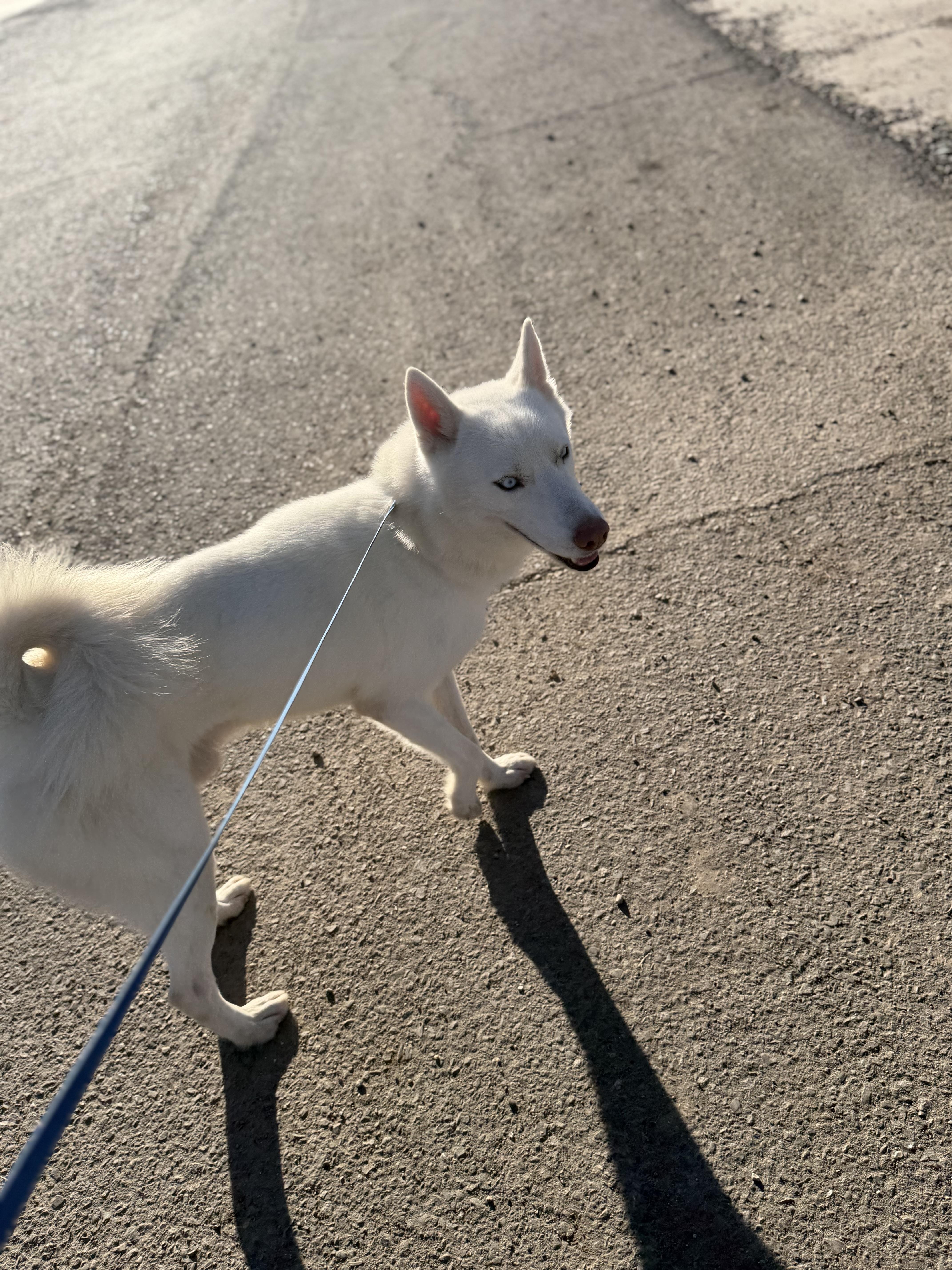 Enlarge Aero, a ADOPTABLE Husky in Rayne, LA image 2/4