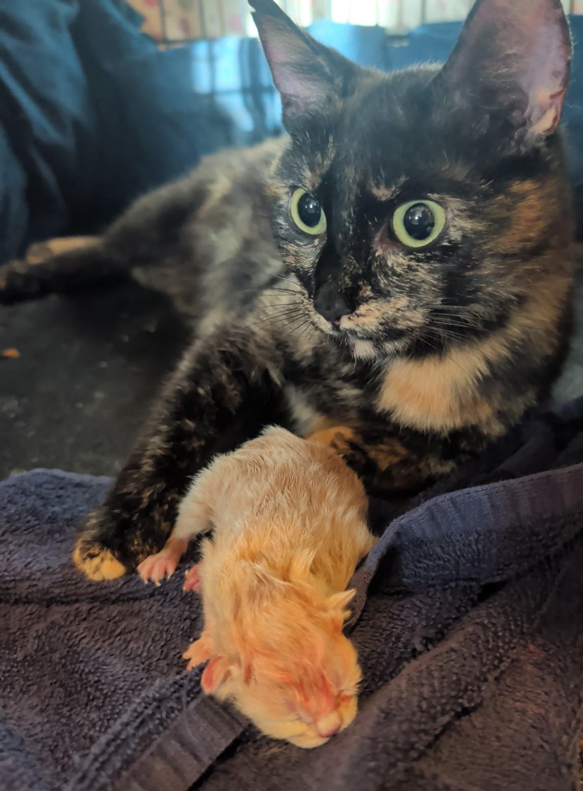 Enlarge Shelaige, a ADOPTABLE Domestic Short Hair in Oldsmar, FL image 2/5