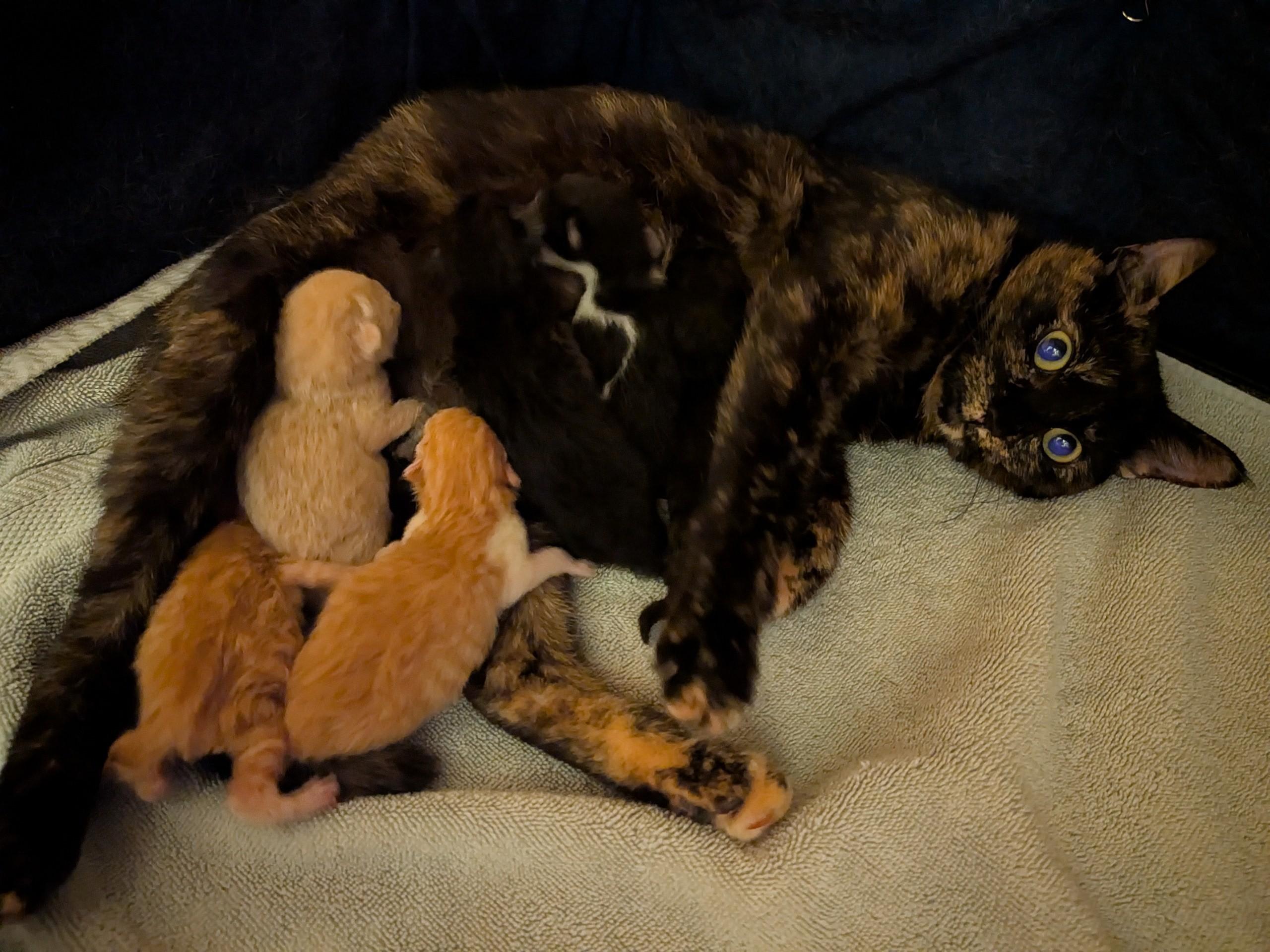 Enlarge Shelaige, a ADOPTABLE Domestic Short Hair in Oldsmar, FL image 5/5