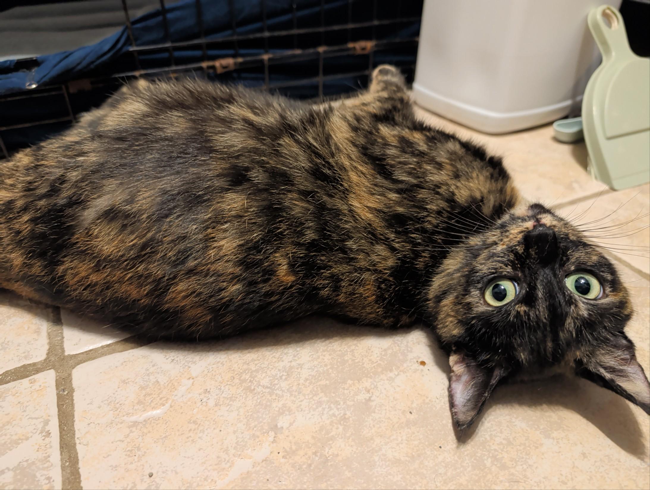 Enlarge Shelaige, a ADOPTABLE Domestic Short Hair in Oldsmar, FL image 4/5