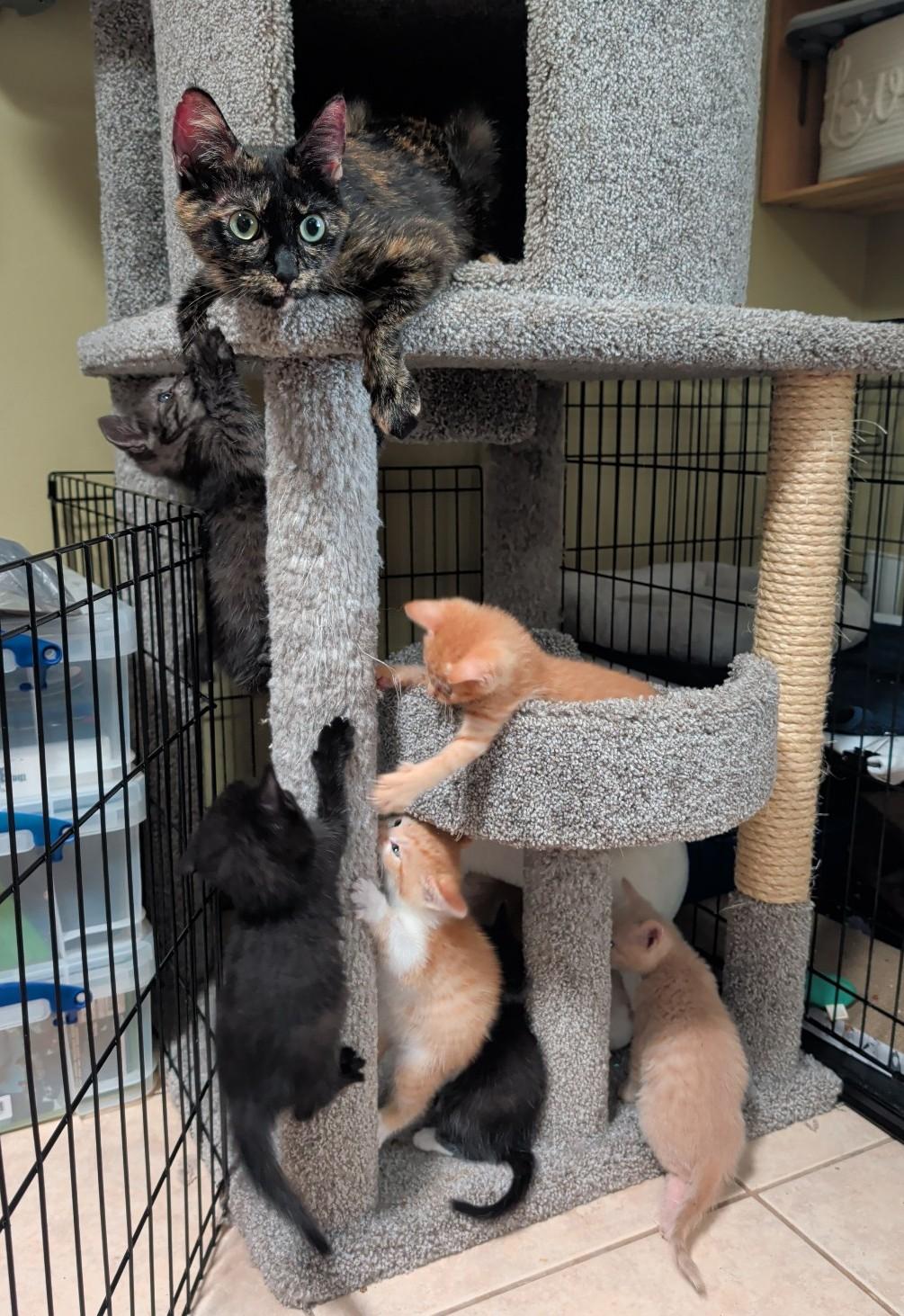 Enlarge Shelaige, a ADOPTABLE Domestic Short Hair in Oldsmar, FL image 3/5