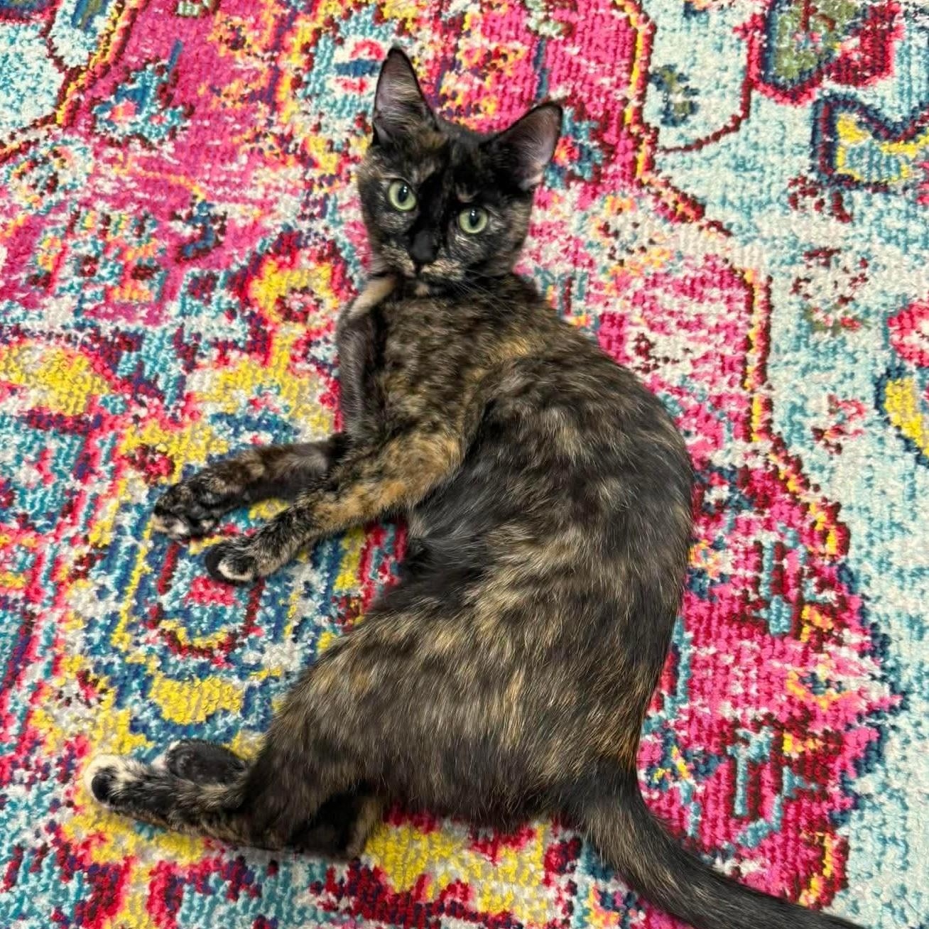 Enlarge Shelaige, a ADOPTABLE Domestic Short Hair in Oldsmar, FL image 1/5