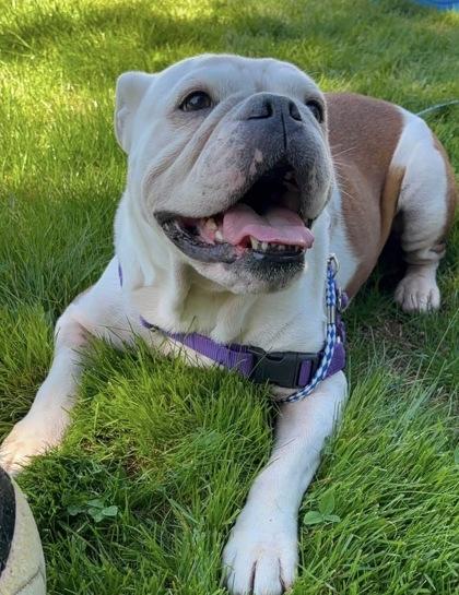 Enlarge KONA BUBBLES, a ADOPTABLE English Bulldog in Bonney Lake, WA image 2/3