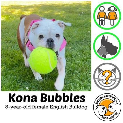 KONA BUBBLES, ADOPTABLE, Adult Female English Bulldog.