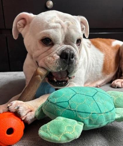Enlarge KONA BUBBLES, a ADOPTABLE English Bulldog in Bonney Lake, WA image 3/3