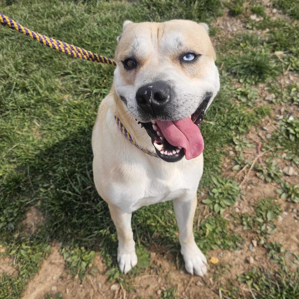 Cosmo, Adoptable, Adult Male Mixed Breed.