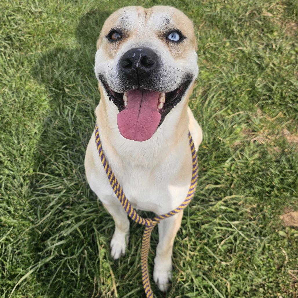 Enlarge Cosmo, a Adoptable Mixed Breed in Jefferson city, TN image 3/4