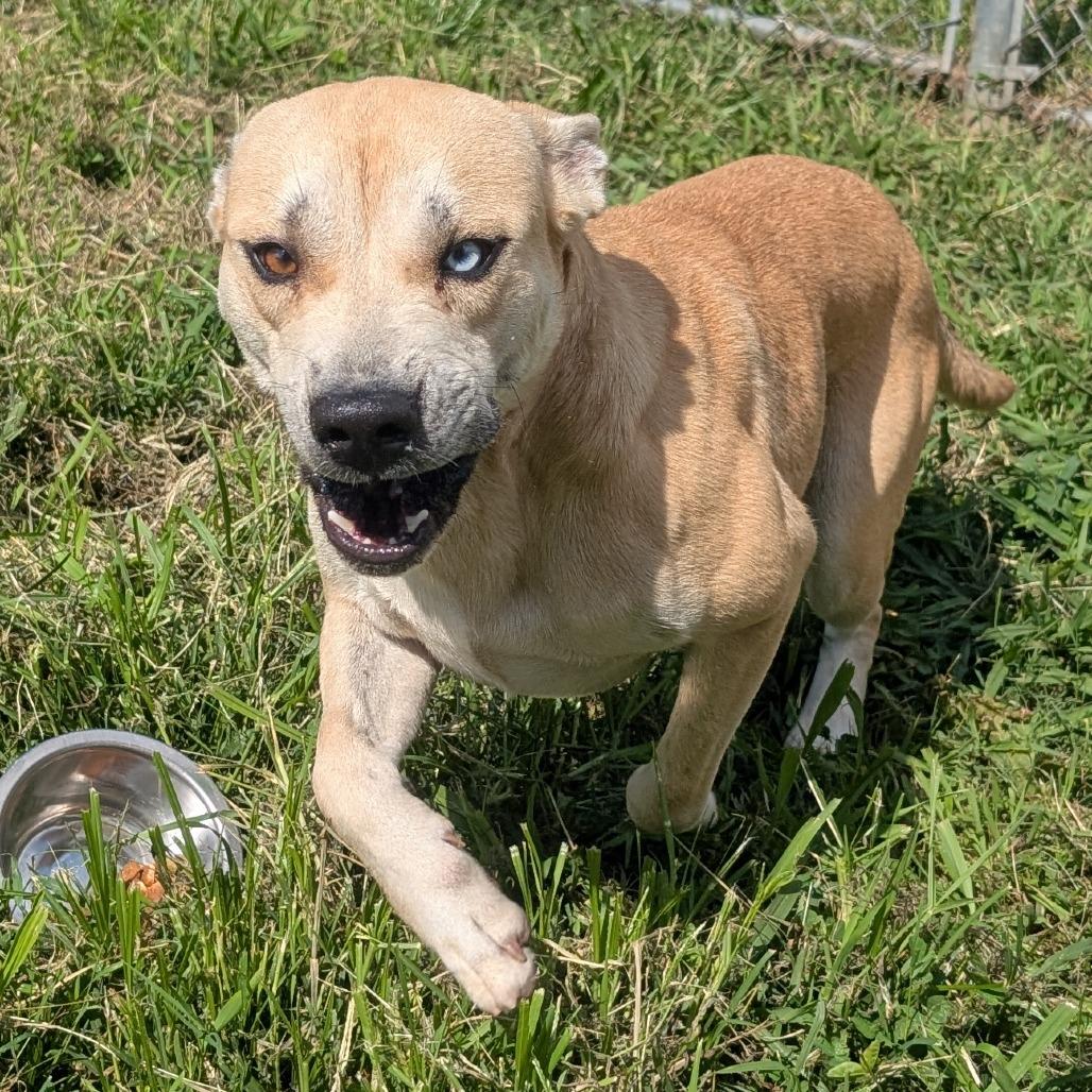 Enlarge Cosmo, a Adoptable Mixed Breed in Jefferson city, TN image 4/4