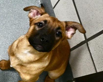 Enlarge Mira Sorrengail, a Adoptable mixed breed in West Seneca, NY image 1/2