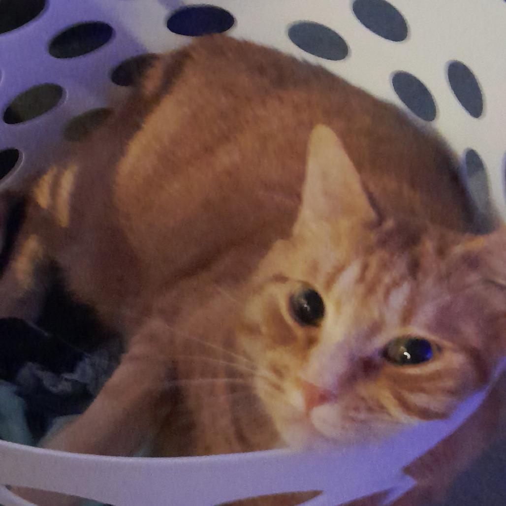 Enlarge Westeros, a Adoptable Domestic Short Hair in Lynchburg, VA image 2/3