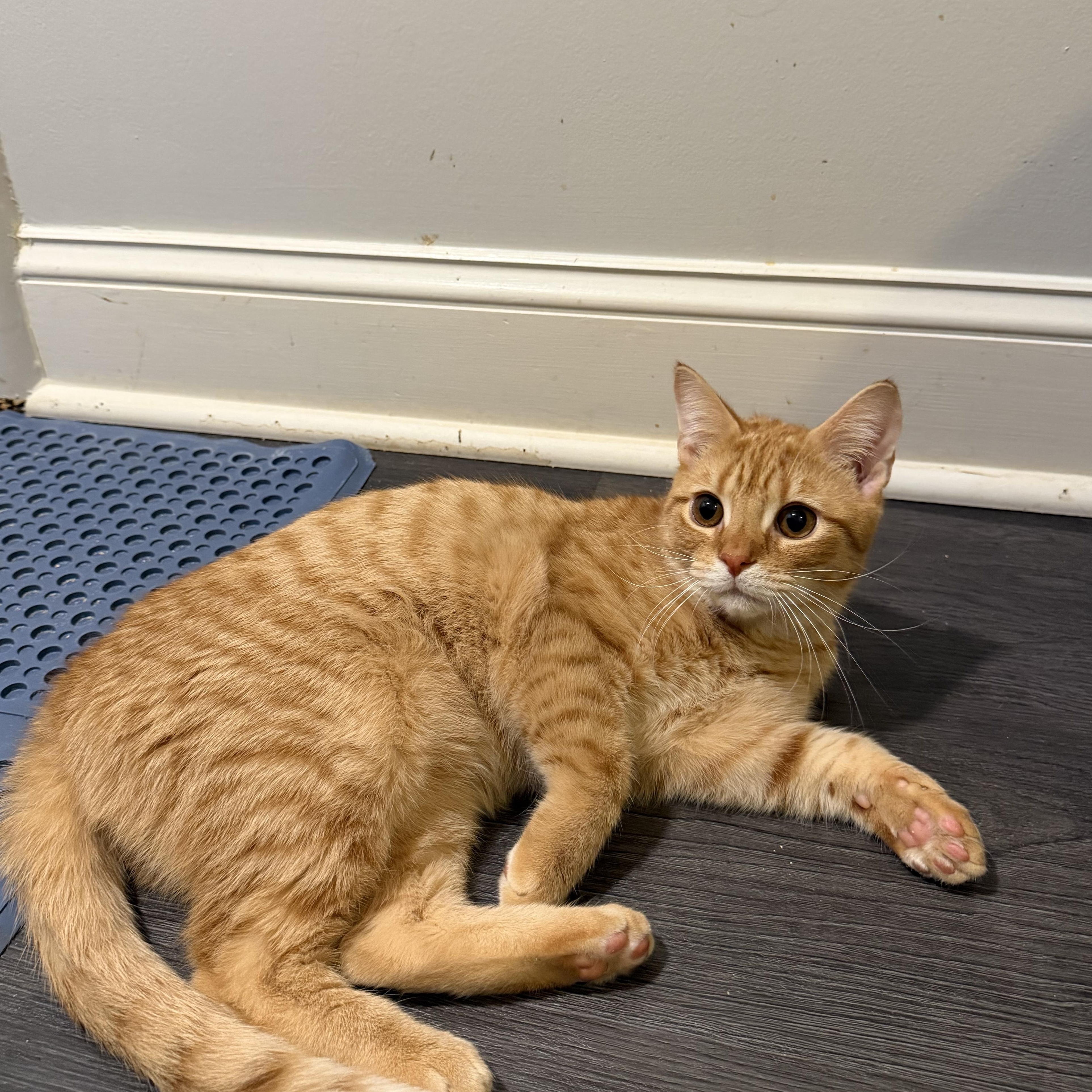 Enlarge RUDY, a Adoptable Domestic Short Hair in Hamilton, NJ image 4/5