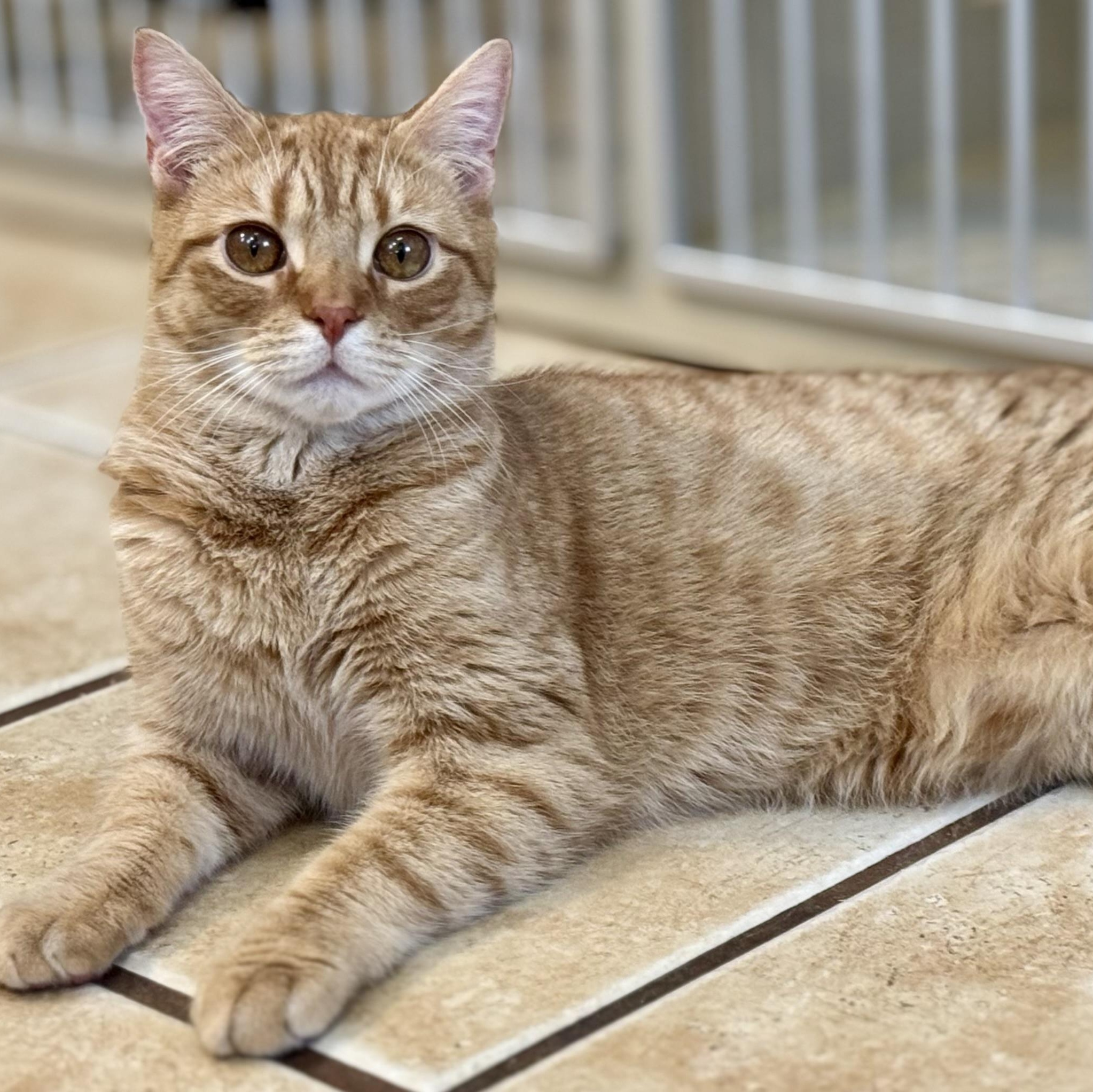 RUDY, a Adoptable Domestic Short Hair in Hamilton, NJ image 1/5