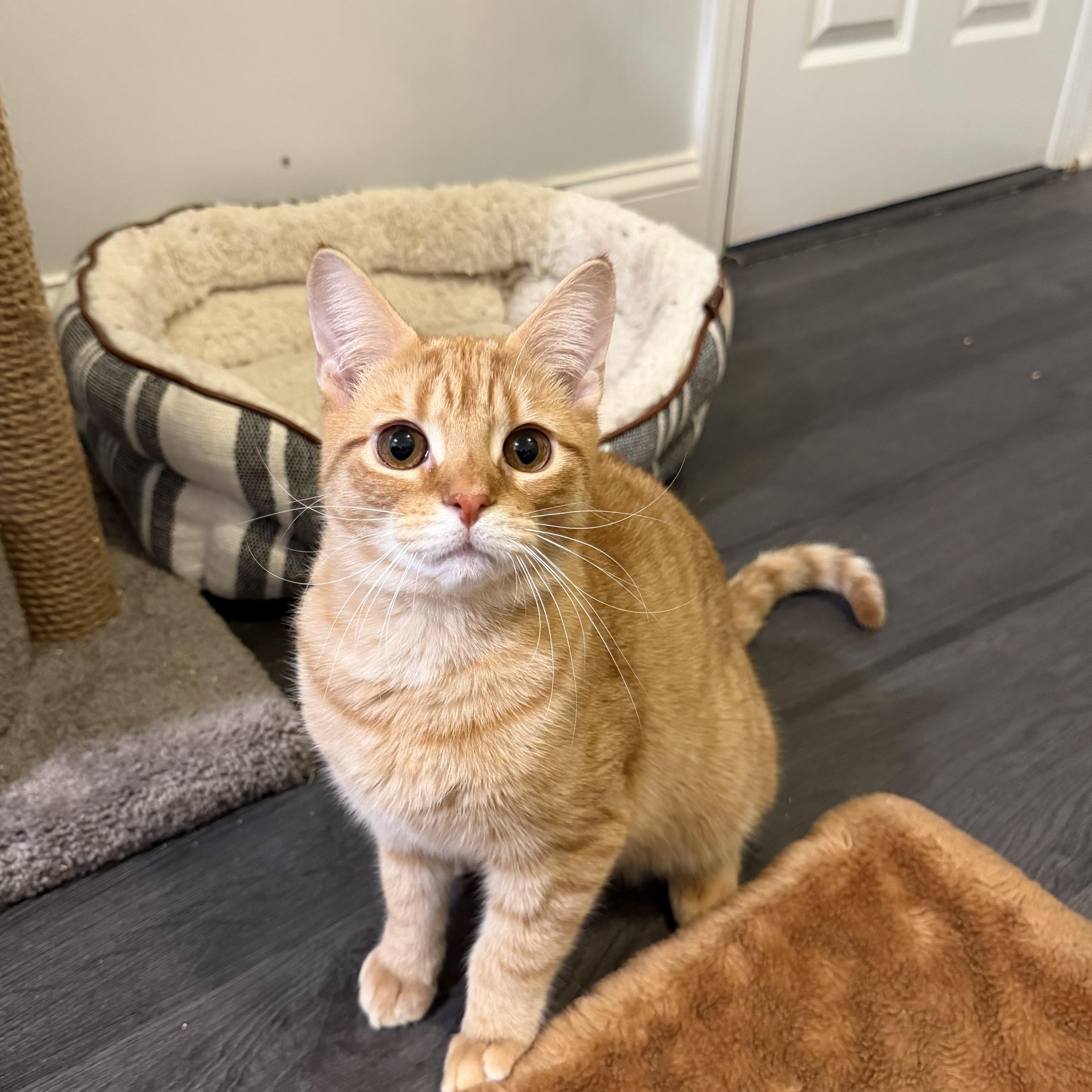 RUDY, Adoptable, Kitten Male Domestic Short Hair.